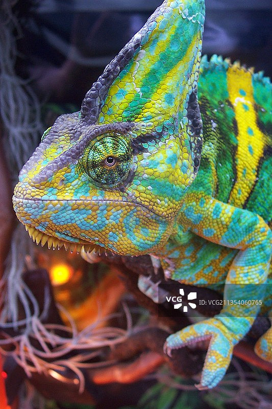 变色龙在植物上的特写，乌克兰图片素材