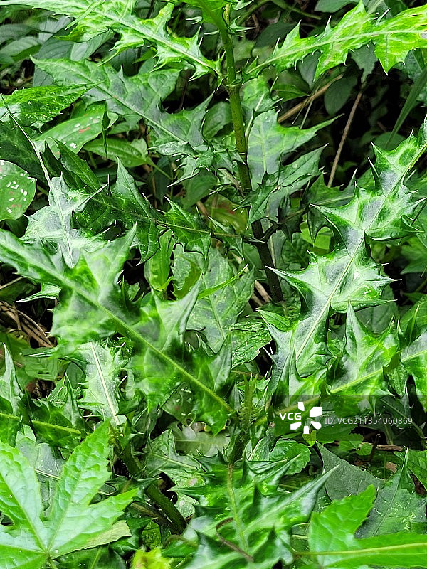 植物的全帧拍摄图片素材