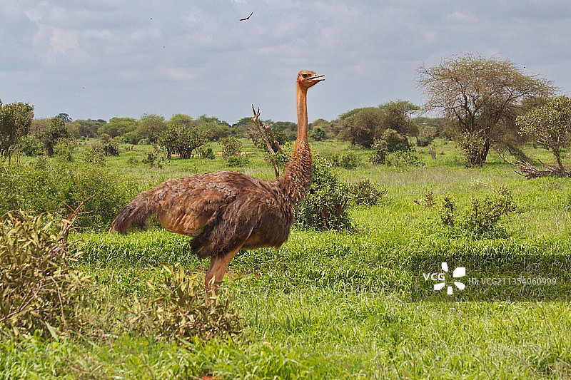 鶆䴈鸟在田野上的侧视图图片素材