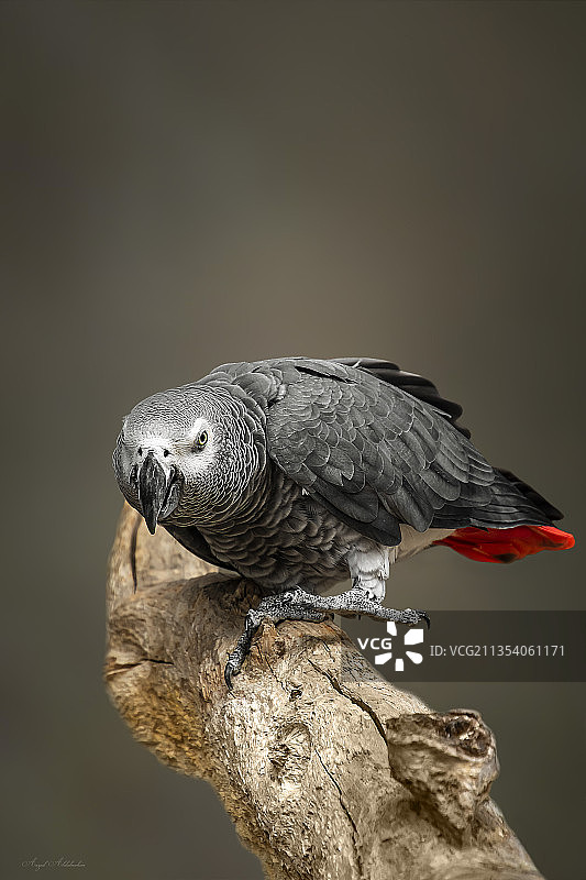 鹦鹉栖息在树枝上的特写镜头图片素材