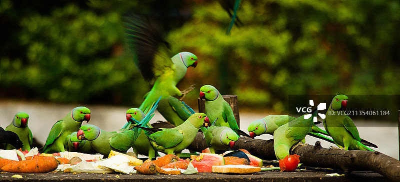 栖息于树枝上的鹦鹉特写，印度卡纳塔克邦迈索尔图片素材