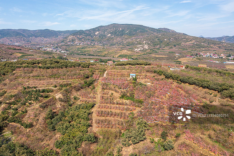 航拍沂蒙山区乡村苹果园图片素材