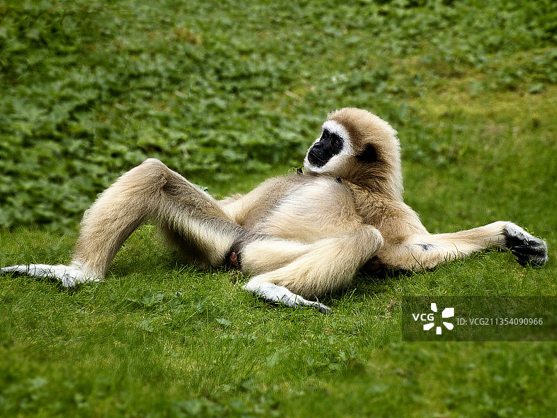 英国达德利城堡山上狐猴特写图片素材