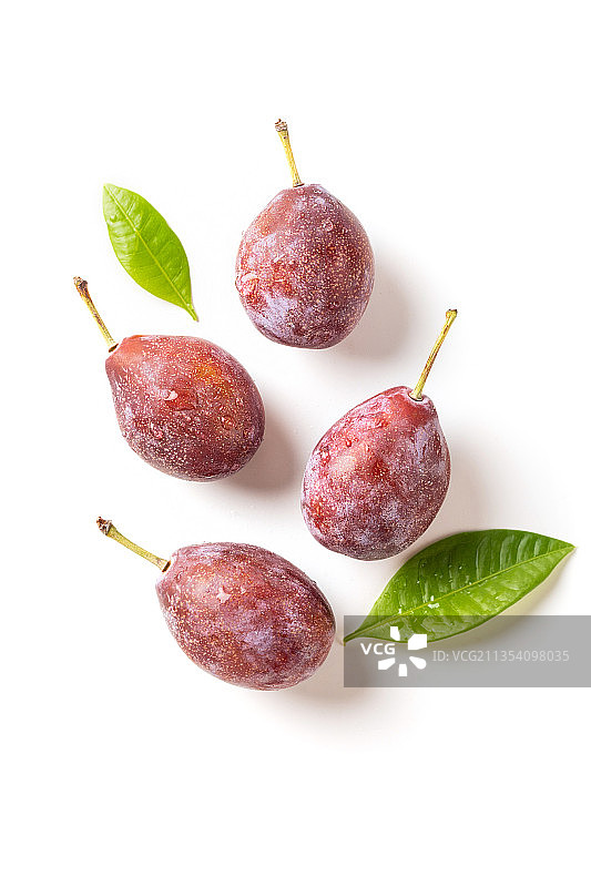 新疆西梅图片素材