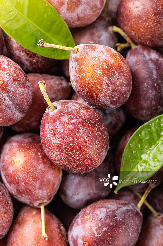 新疆西梅图片素材