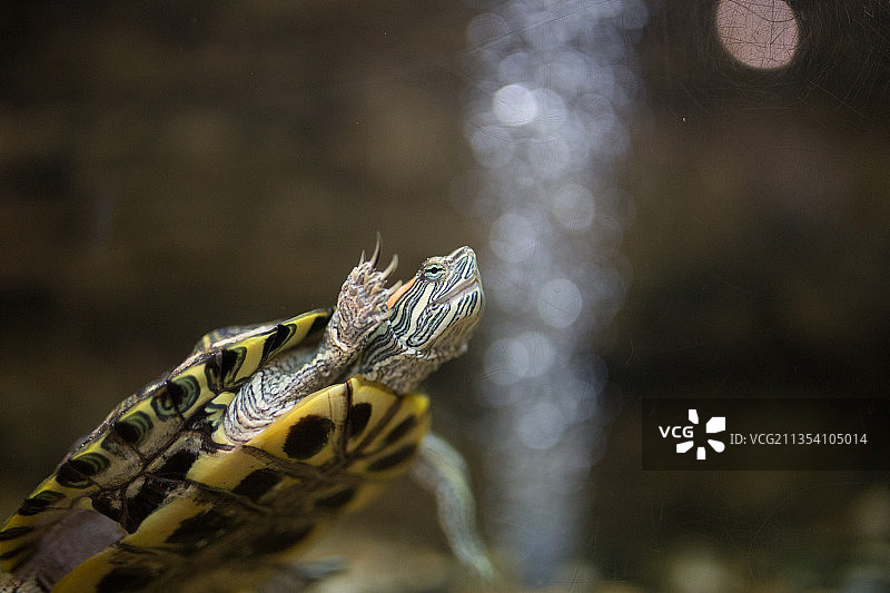蜥蜴在植物上的特写镜头图片素材