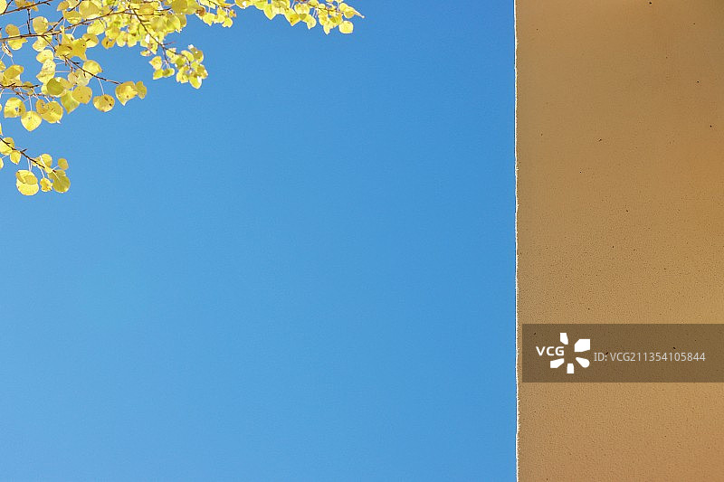 树叶，天空，墙图片素材
