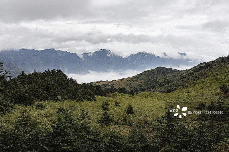 神农架神农顶草甸森林图片素材