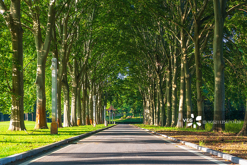 河南郑州黄河迎宾馆原河南省委第三招待所法国梧桐夏季林荫大道图片素材