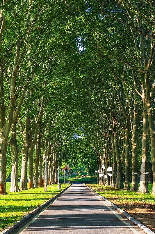 河南郑州黄河迎宾馆原河南省委第三招待所法国梧桐夏季林荫大道图片素材