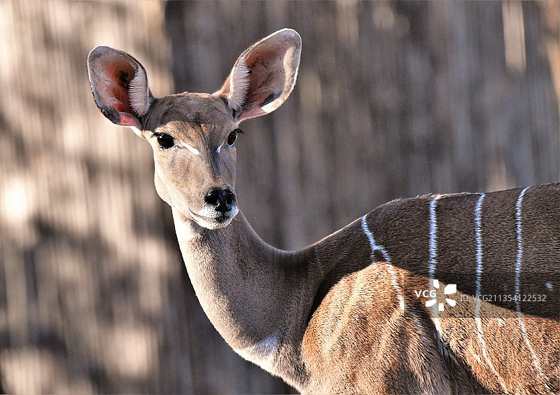 鹿的特写图片素材