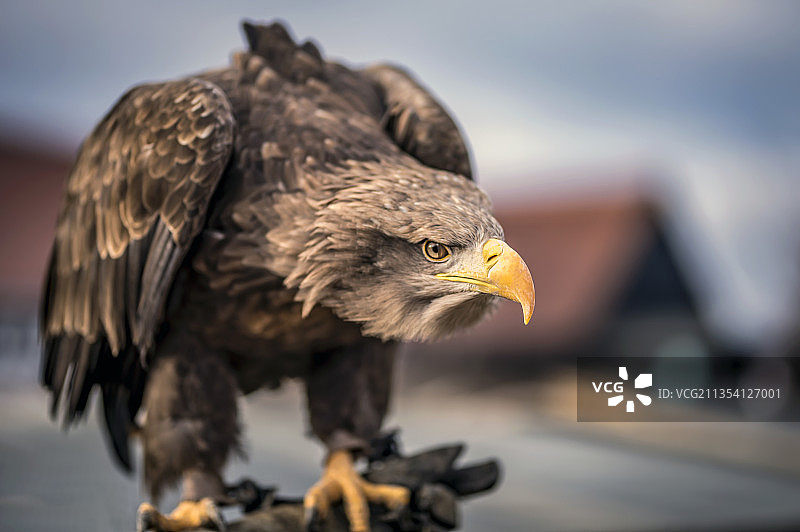 白头海雕户外栖息特写图片素材