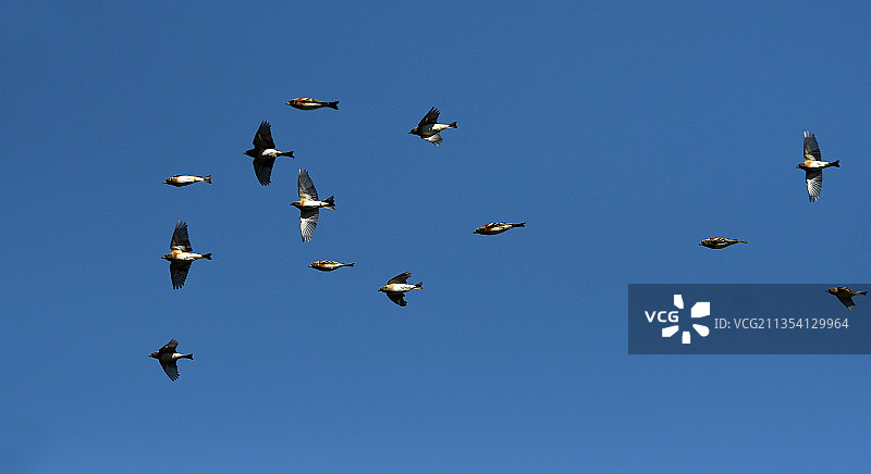 空中飞行的燕雀图片素材