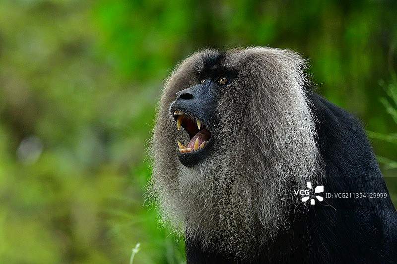 凝视远方的猩猩特写图片素材