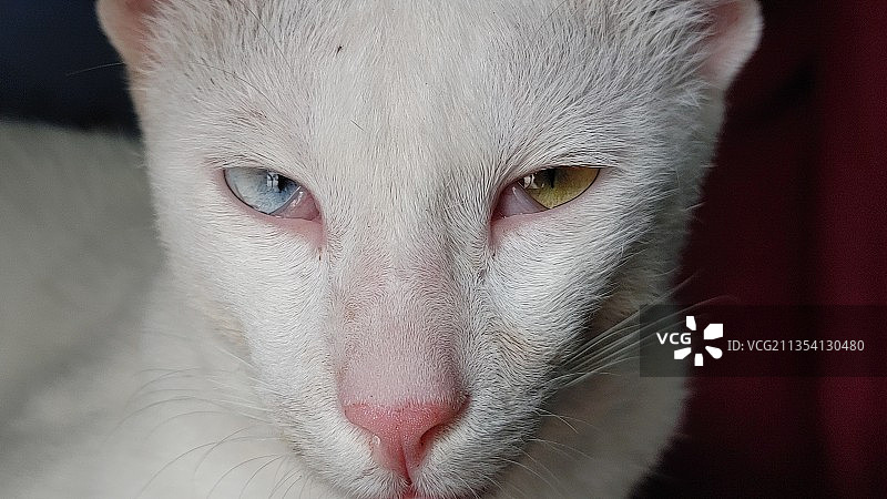 猫的特写肖像图片素材