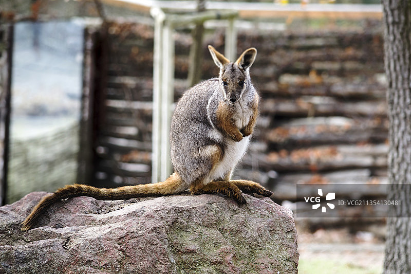 木头上的兔子特写，捷克共和国布尔诺图片素材
