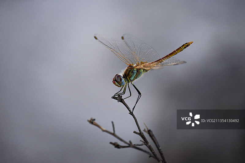 蜻蜓近距离照片，土耳其哈兰图片素材