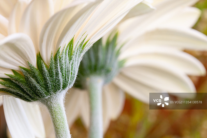 威斯康星州沃基肖白色开花植物特写图片素材
