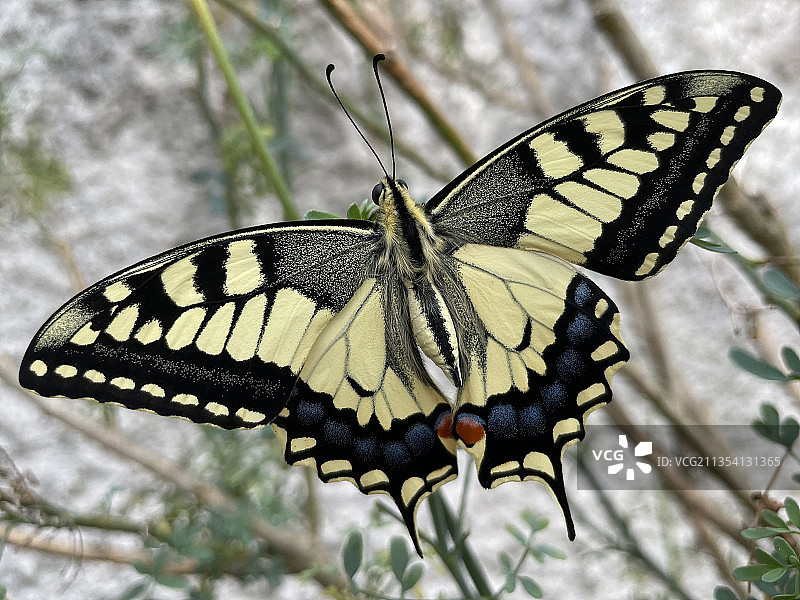 叶子上的蝴蝶特写，葡萄牙帕雷德斯图片素材