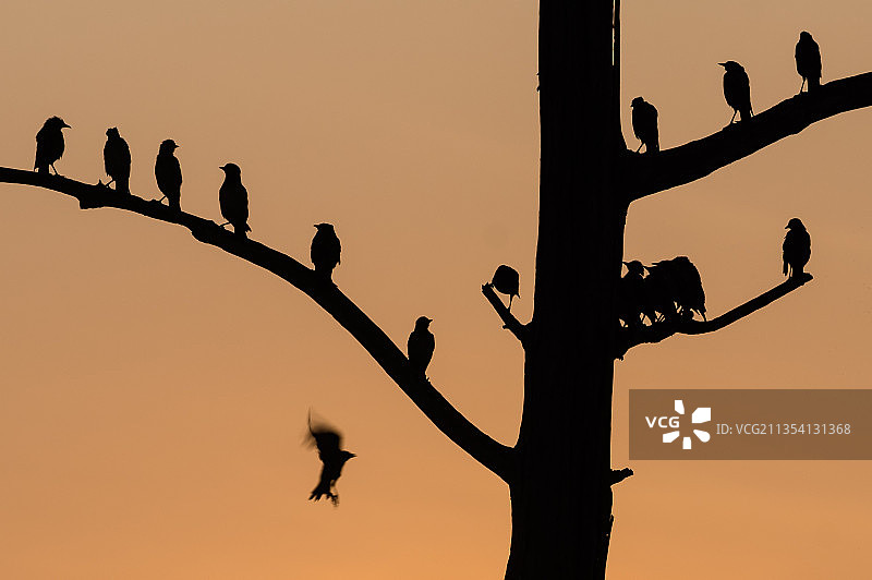 日落时分，栖息在电线上的鸟剪影图片素材