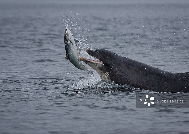 漂浮在海中的瓶子特写，英国莫雷湾图片素材