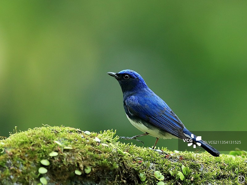 热带鸣禽栖息在树枝上的特写图片素材