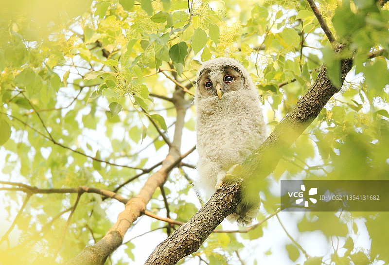 低角度拍摄：大角猫头鹰栖息在树上图片素材