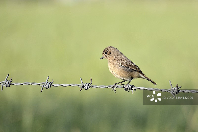 歌带鹀栖息在带刺铁丝网上的近景照片图片素材