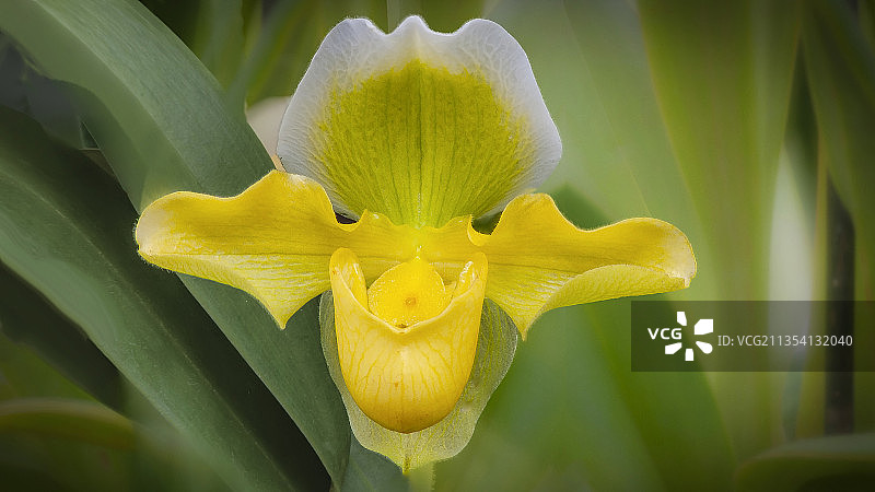 黄色开花植物的特写图片素材