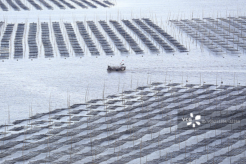 霞浦紫菜种植图片素材
