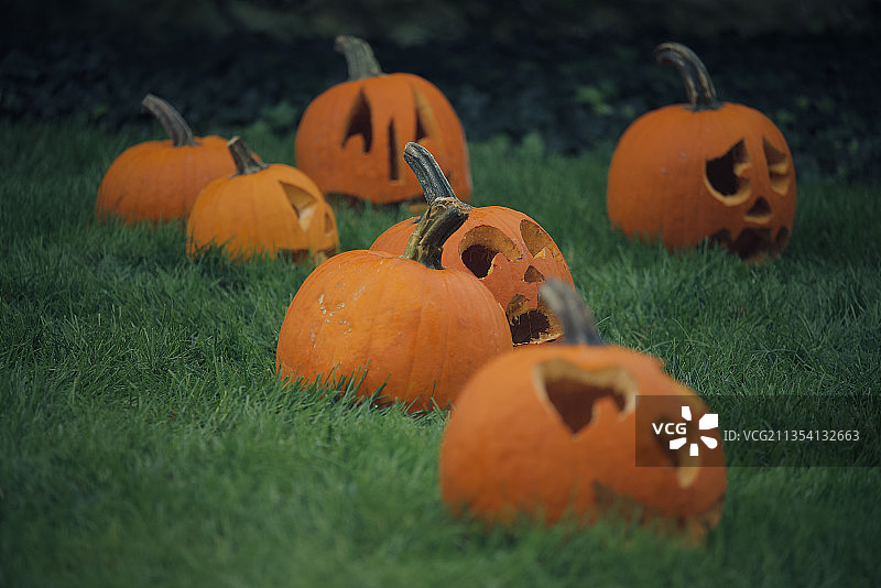 伊利诺伊州芝加哥田野南瓜特写图片素材