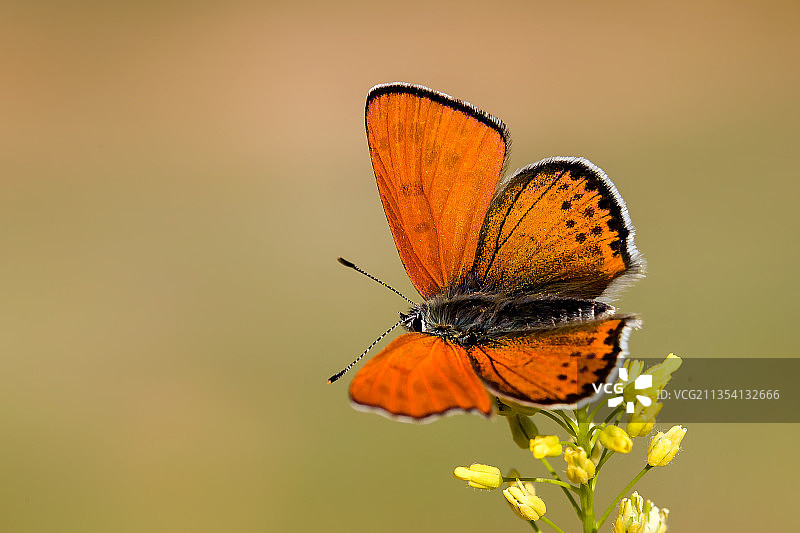 蝴蝶在土耳其花朵上采蜜特写图片素材