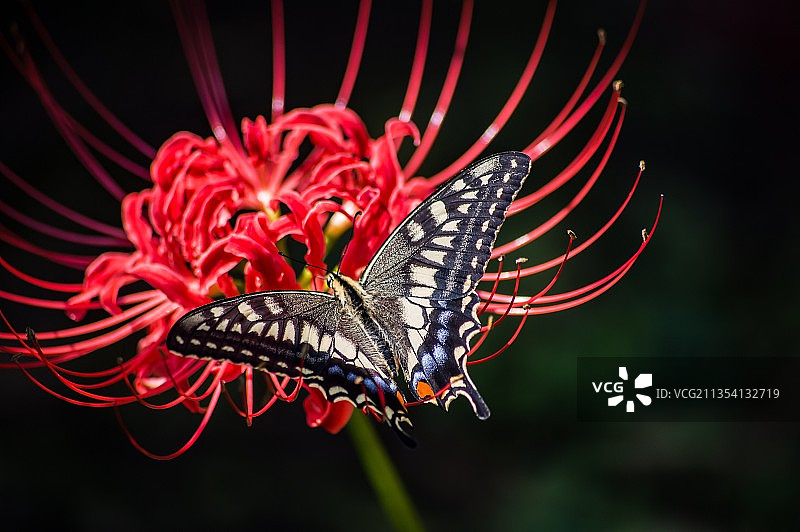 蝴蝶在红色花朵上采蜜特写图片素材