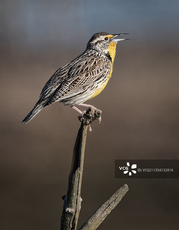 百灵鸟栖息在树枝上的特写图片素材