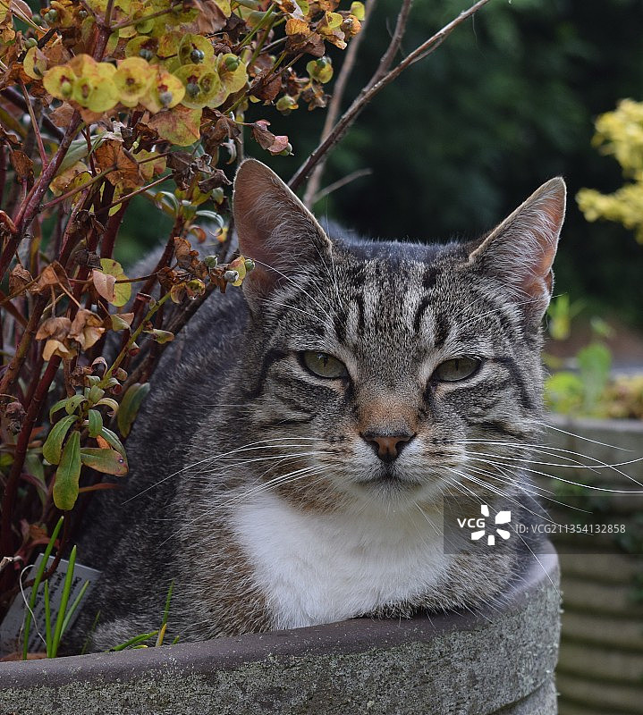 猫的特写肖像，莱特里姆，爱尔兰图片素材