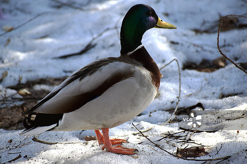 雪地上的绿头鸭特写图片素材