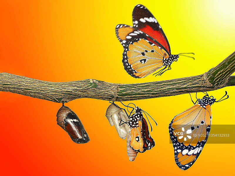 蝴蝶特写图片素材