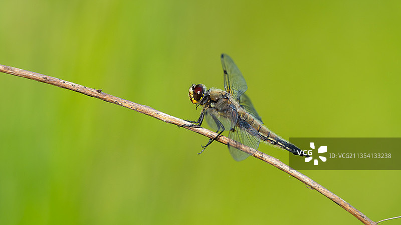 小树枝上蜻蜓的特写镜头图片素材