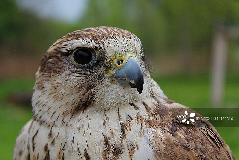 特写的鹰图片素材