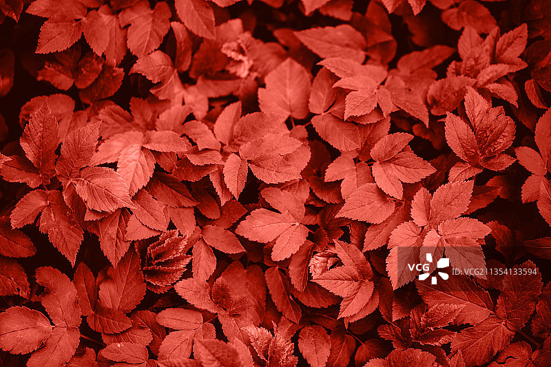 红色树叶全画幅照片图片素材