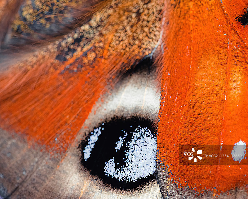 德国德累斯顿的孔雀蝴蝶翅膀图片素材