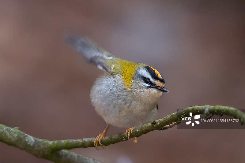 鸣黄雀栖息在树枝上的特写图片素材