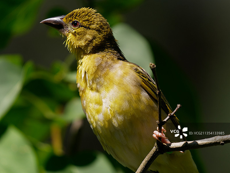 近距离拍摄栖息在树枝上的热带鸣 weaver 鸟图片素材
