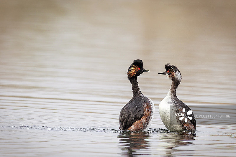 两只绿头鸭在荷兰布雷达的湖中游泳图片素材