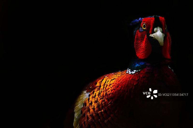 黑色背景下的野鸡特写图片素材