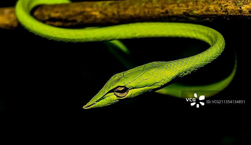 藤蛇在黑色背景下的特写图片素材