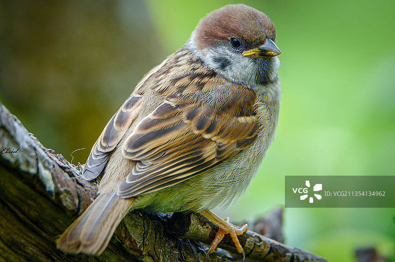 麻雀栖息在树枝上的特写，瑞典图片素材