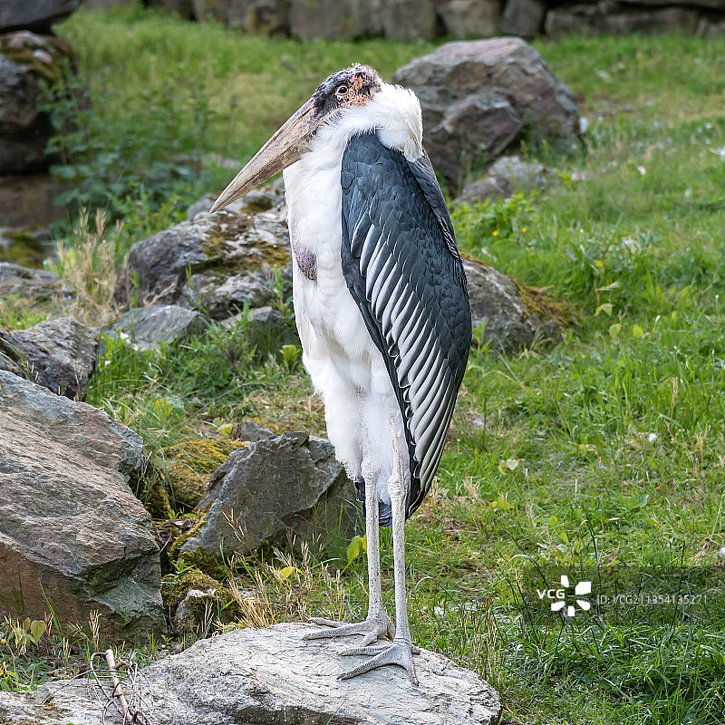 停留在田野上的鹳鸟特写图片素材