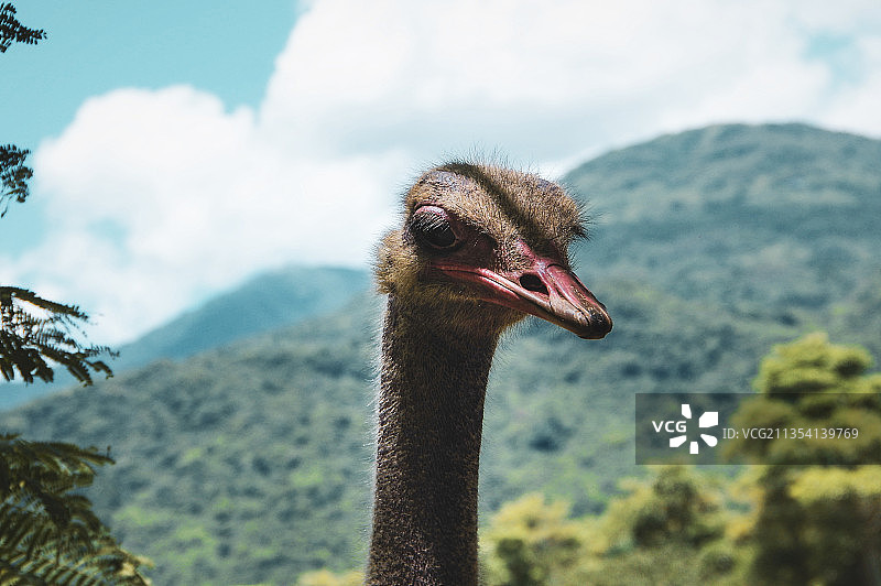 鸵鸟特写图片素材