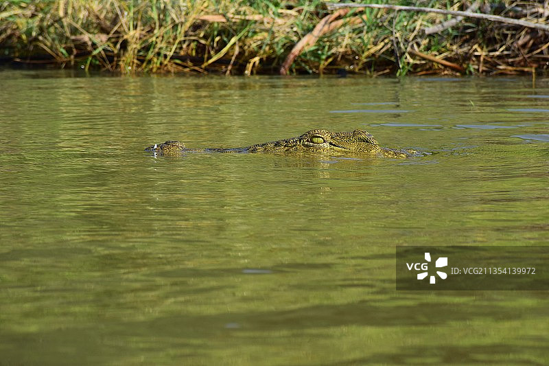 在埃塞俄比亚湖中游泳的年轻鳄鱼图片素材